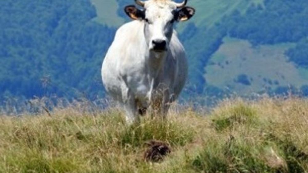 La S&eacute;curit&eacute; civile et le Secours en montagne appellent &agrave; la prudence avec les vaches en libert&eacute;