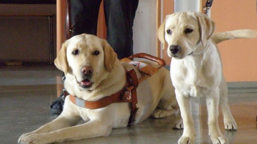 En 30 ans, l&rsquo;Ecole des Chiens Guides de Paris a form&eacute; 1 000 chiens