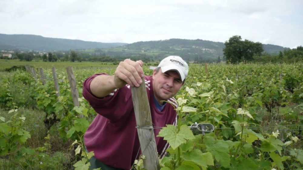Un salarié de Solid'Agri pendant les vendanges