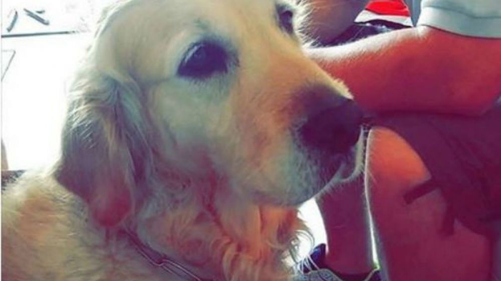 Le chien d'aveugle refusé dans un restaurant rapide parisien en juin 2016