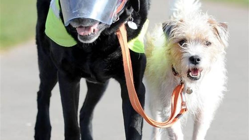 A Cardiff, Milo et Eddie se promènent.