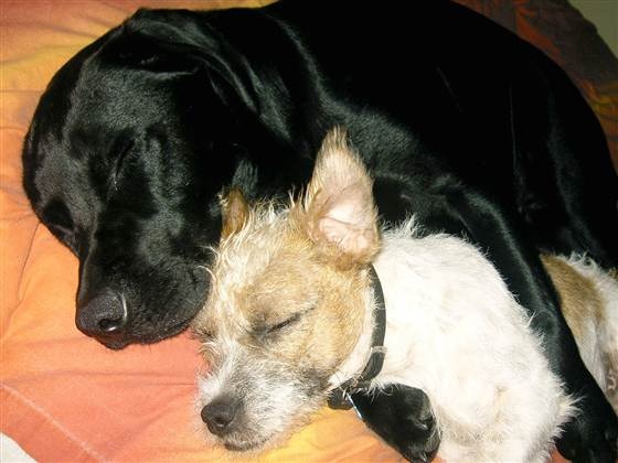 Eddie et Milo dorment ensemble. 